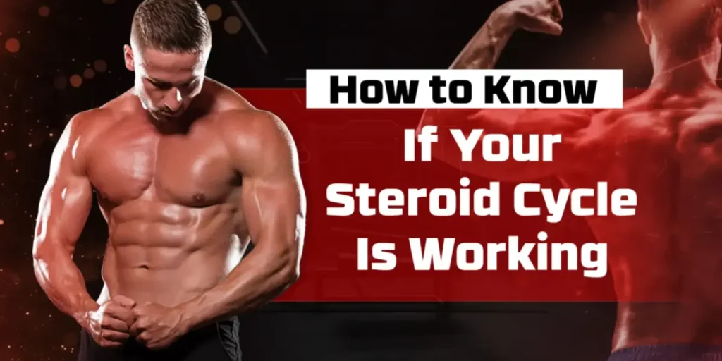 https://finestgears.to/how-to-know-if-your-steroid-cycle-is-working/